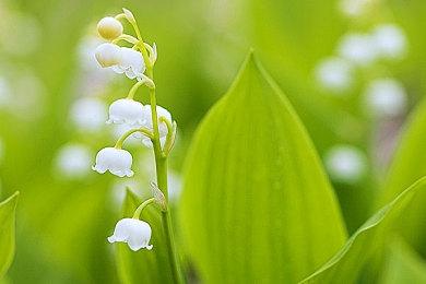 《零：月蚀的假面》重制版封面艺图公布 2023年3月9日发售